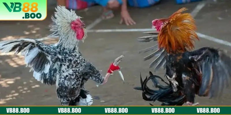 Giới thiệu sảnh đá gà VB88