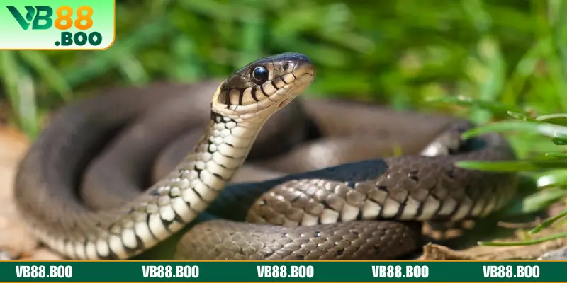 Top các tình tiết giấc mơ về rắn phổ biến và lô hay đi kèm