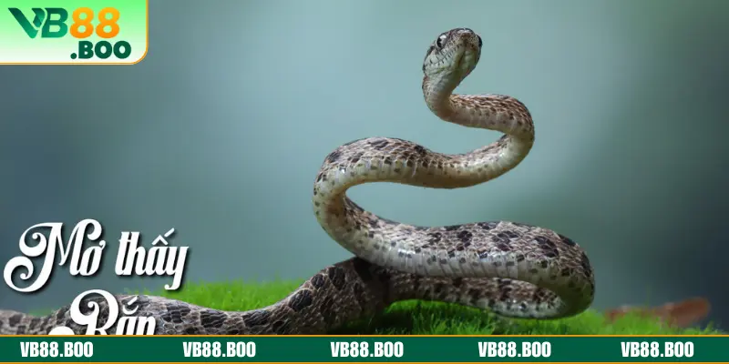 Tổng hợp vài tình tiết mơ gặp xà cùng luận giải con lô đề sẽ ra